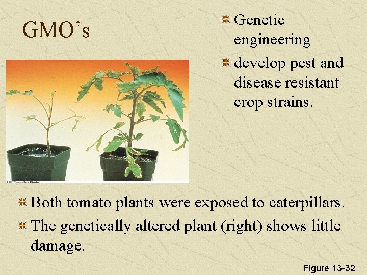 GMO’s Genetic engineering develop pest and disease resistant crop strains. Both tomato plants were