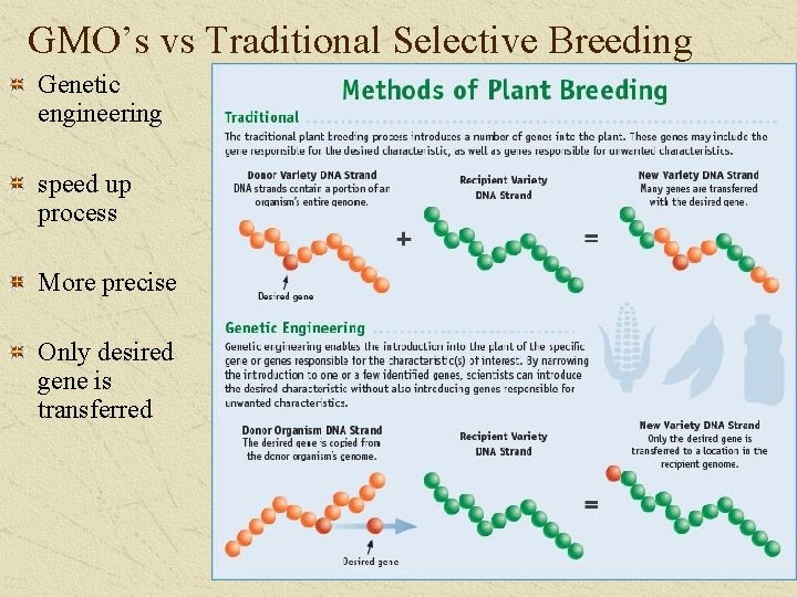 GMO’s vs Traditional Selective Breeding Genetic engineering speed up process More precise Only desired
