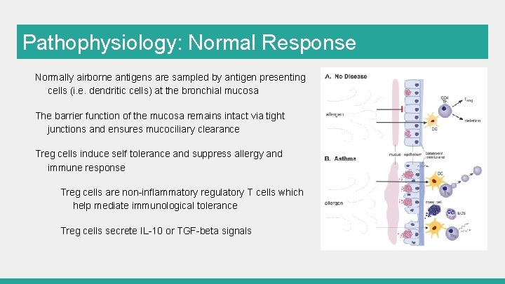 Pathophysiology: Normal Response Normally airborne antigens are sampled by antigen presenting cells (i. e.