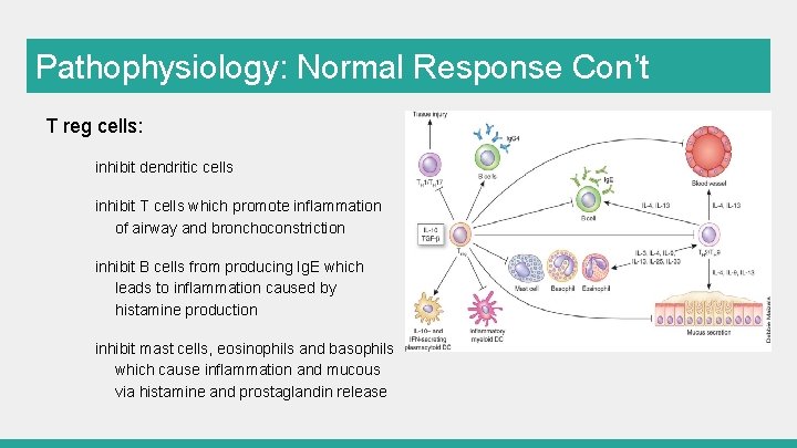 Pathophysiology: Normal Response Con’t T reg cells: inhibit dendritic cells inhibit T cells which