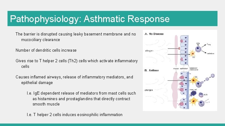 Pathophysiology: Asthmatic Response The barrier is disrupted causing leaky basement membrane and no mucociliary