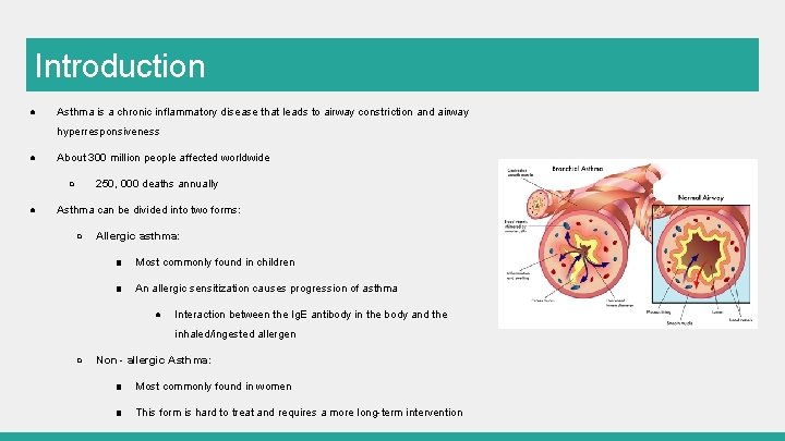 Introduction ● Asthma is a chronic inflammatory disease that leads to airway constriction and