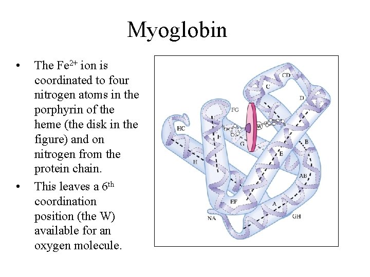 Myoglobin • • The Fe 2+ ion is coordinated to four nitrogen atoms in Myoglobin • • The Fe 2+ ion is coordinated to four nitrogen atoms in