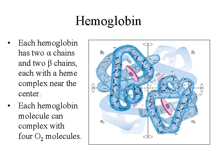 Hemoglobin • Each hemoglobin has two α chains and two β chains, each with Hemoglobin • Each hemoglobin has two α chains and two β chains, each with