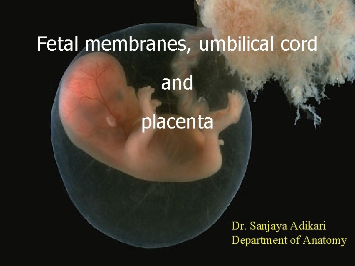 Fetal membranes, umbilical cord and placenta Dr. Sanjaya Adikari Department of Anatomy 