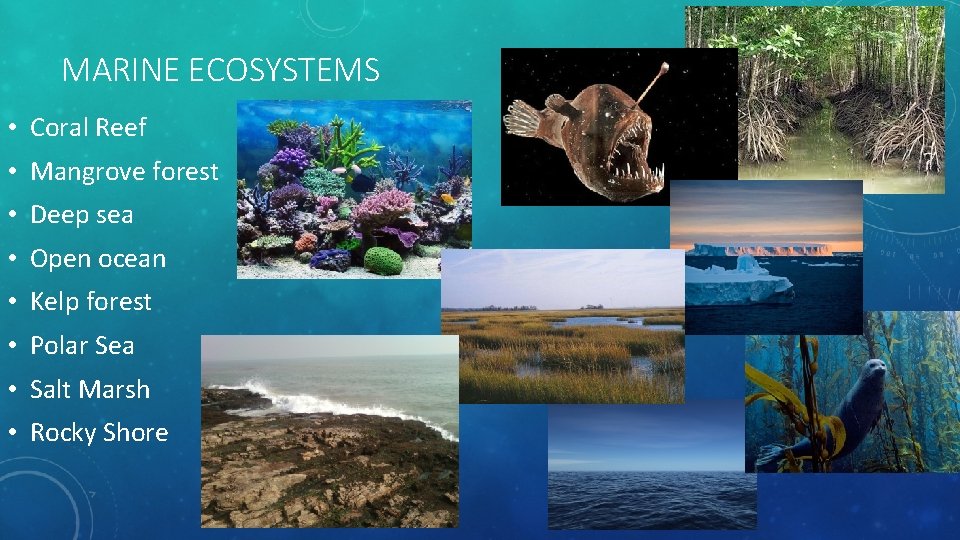 MARINE ECOSYSTEMS • Coral Reef • Mangrove forest • Deep sea • Open ocean