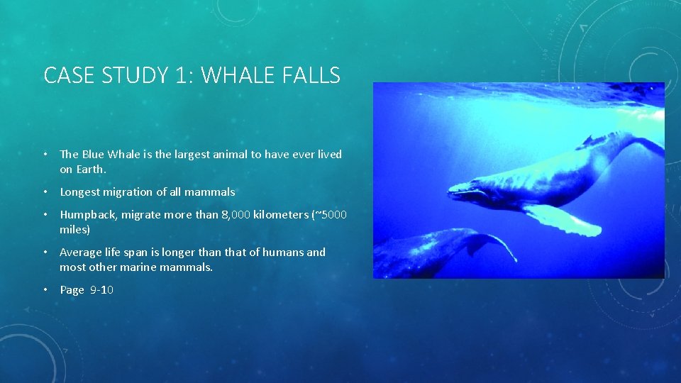 CASE STUDY 1: WHALE FALLS • The Blue Whale is the largest animal to