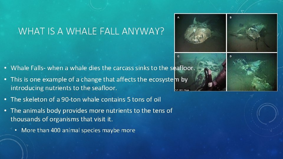 WHAT IS A WHALE FALL ANYWAY? • Whale Falls- when a whale dies the