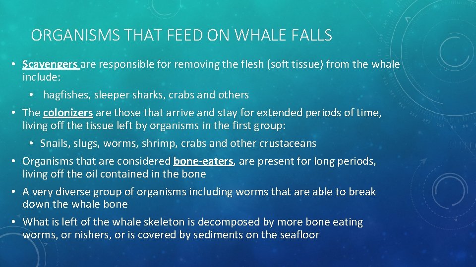 ORGANISMS THAT FEED ON WHALE FALLS • Scavengers are responsible for removing the flesh ORGANISMS THAT FEED ON WHALE FALLS • Scavengers are responsible for removing the flesh