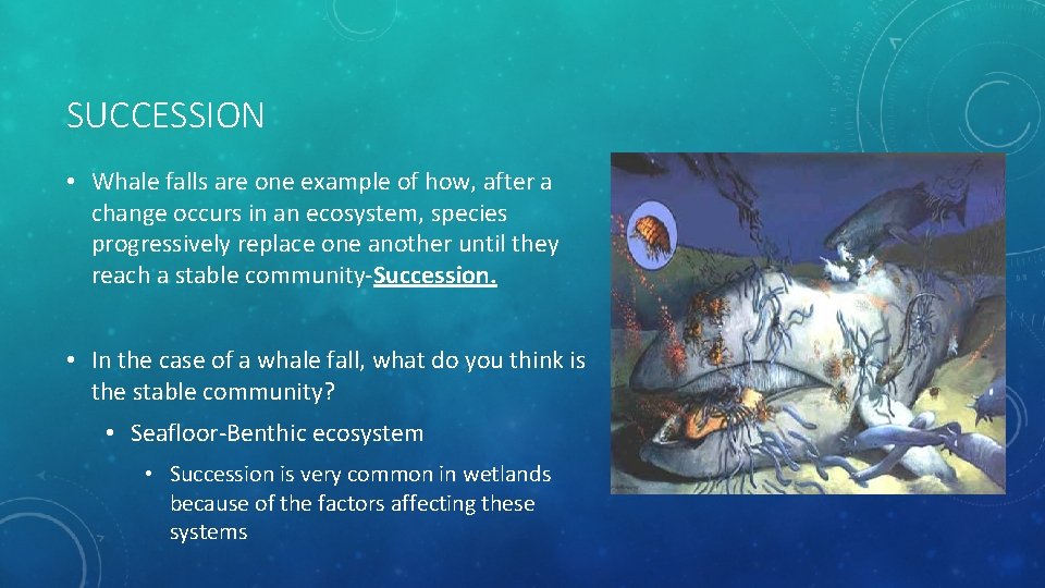 SUCCESSION • Whale falls are one example of how, after a change occurs in SUCCESSION • Whale falls are one example of how, after a change occurs in