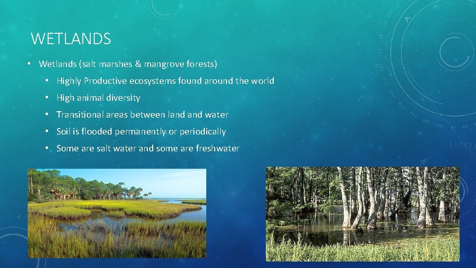 WETLANDS • Wetlands (salt marshes & mangrove forests) • Highly Productive ecosystems found around