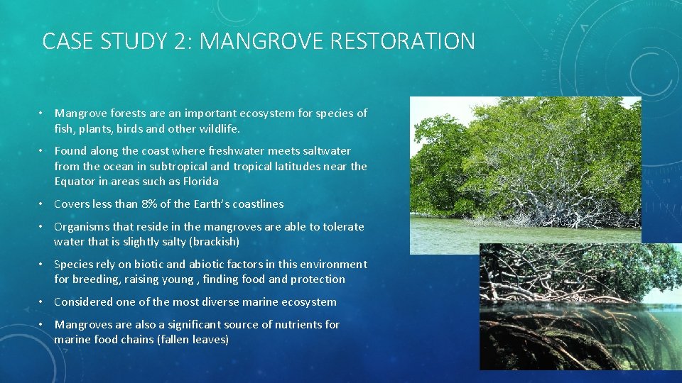 CASE STUDY 2: MANGROVE RESTORATION • Mangrove forests are an important ecosystem for species