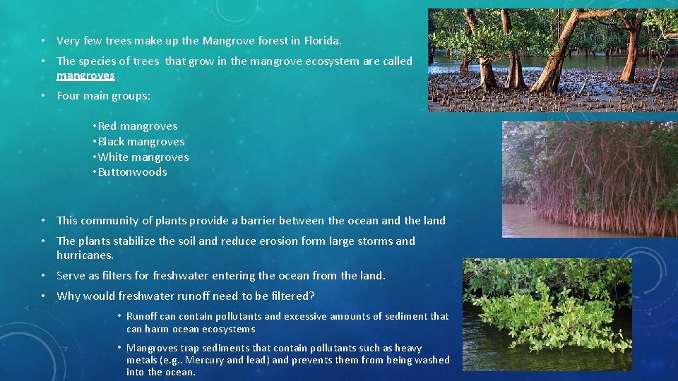 • Very few trees make up the Mangrove forest in Florida. • The • Very few trees make up the Mangrove forest in Florida. • The