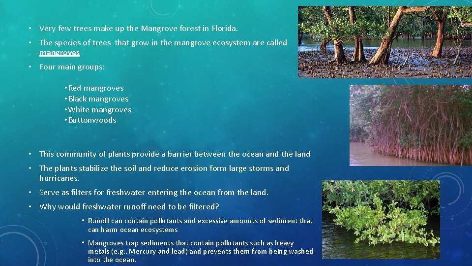  • Very few trees make up the Mangrove forest in Florida. • The