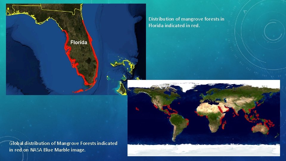 Distribution of mangrove forests in Florida indicated in red. Global distribution of Mangrove Forests
