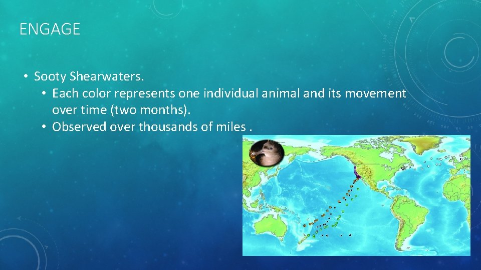 ENGAGE • Sooty Shearwaters. • Each color represents one individual animal and its movement ENGAGE • Sooty Shearwaters. • Each color represents one individual animal and its movement