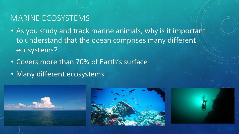 MARINE ECOSYSTEMS • As you study and track marine animals, why is it important