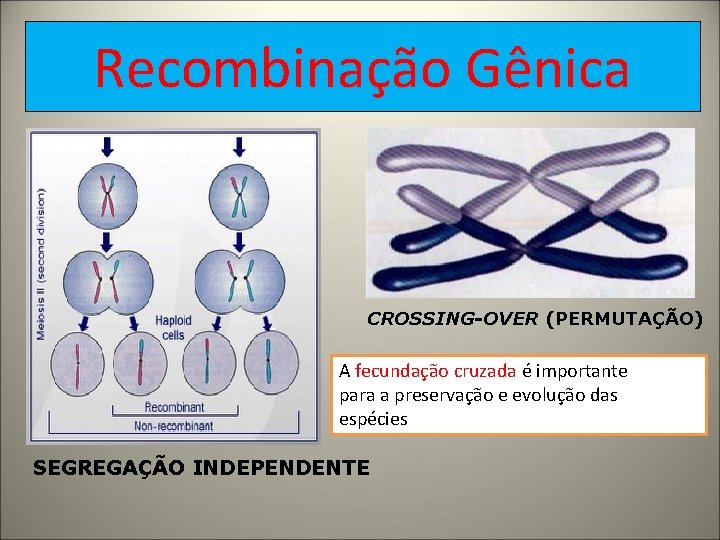 Recombinação Gênica CROSSING-OVER (PERMUTAÇÃO) A fecundação cruzada é importante para a preservação e evolução