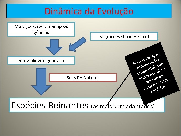 Dinâmica da Evolução Mutações, recombinações gênicas Variabilidade genética Seleção Natural Migrações (fluxo gênico) , Dinâmica da Evolução Mutações, recombinações gênicas Variabilidade genética Seleção Natural Migrações (fluxo gênico) ,