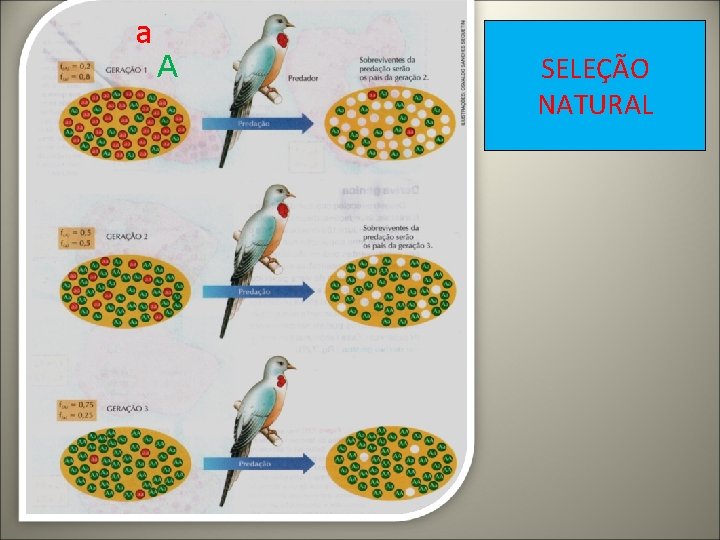 a A SELEÇÃO NATURAL 