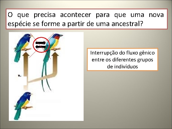 O que precisa acontecer para que uma nova espécie se forme a partir de