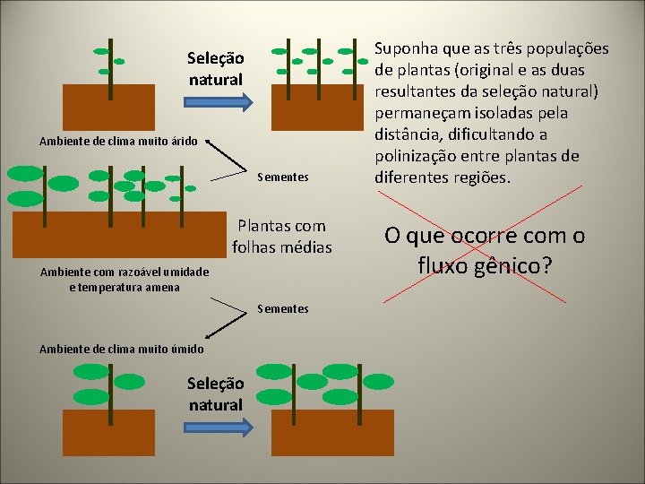 Seleção natural Ambiente de clima muito árido Sementes Plantas com folhas médias Ambiente com