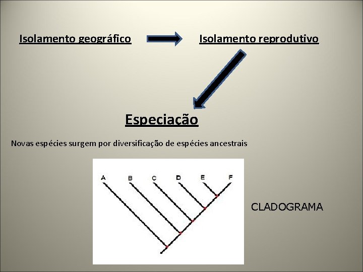 Isolamento geográfico Isolamento reprodutivo Especiação Novas espécies surgem por diversificação de espécies ancestrais CLADOGRAMA