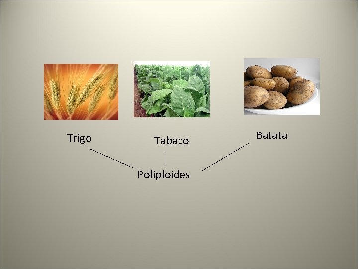 Trigo Tabaco Poliploides Batata Trigo Tabaco Poliploides Batata