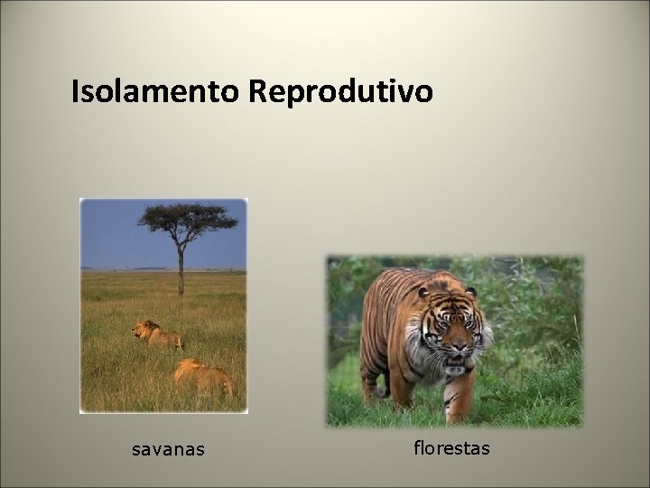 Isolamento Reprodutivo savanas florestas 