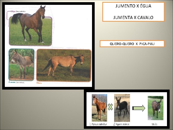 JUMENTO X ÉGUA JUMENTA X CAVALO QUERO-QUERO X PICA-PAU 