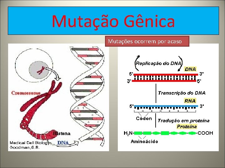 Mutação Gênica Mutações ocorrem por acaso 