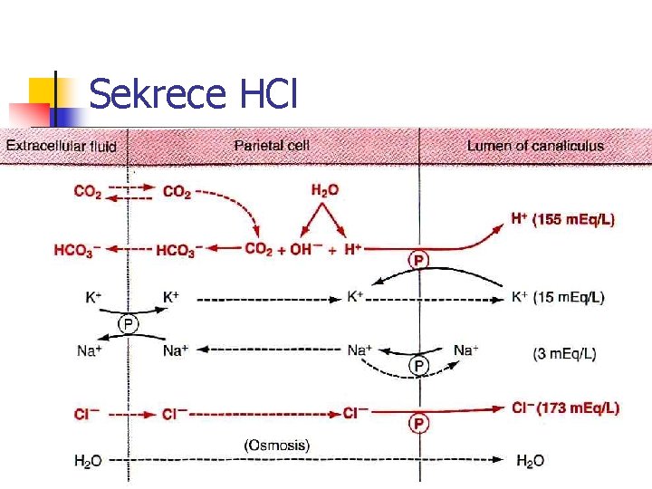 Sekrece HCl 