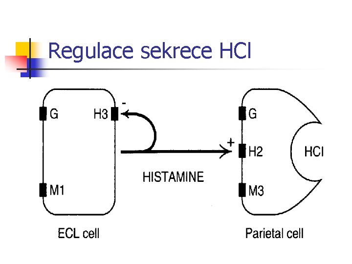 Regulace sekrece HCl 