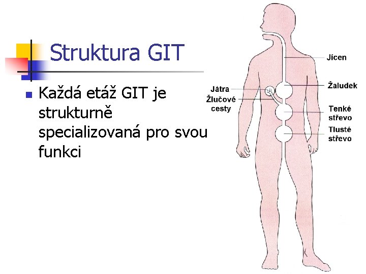 Struktura GIT n Každá etáž GIT je strukturně specializovaná pro svou funkci 