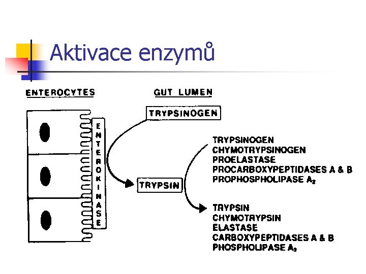 Aktivace enzymů 