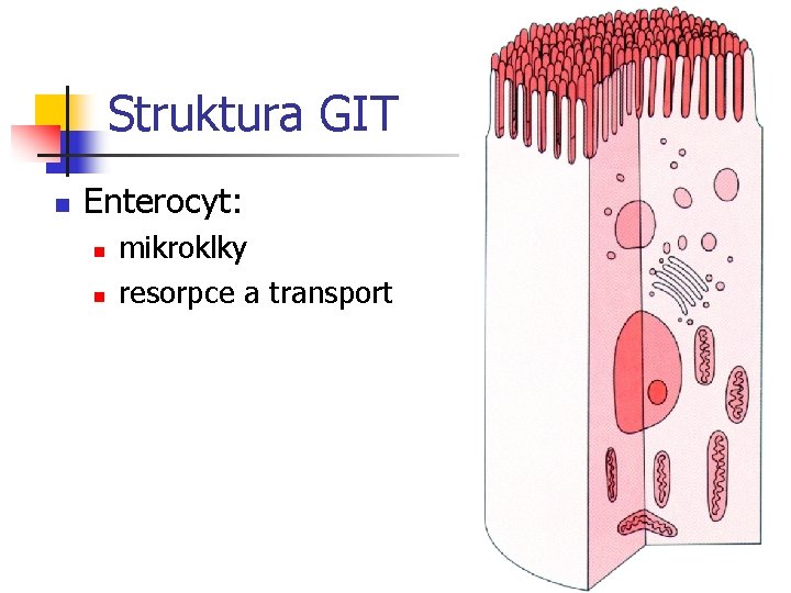Struktura GIT n Enterocyt: n n mikroklky resorpce a transport 
