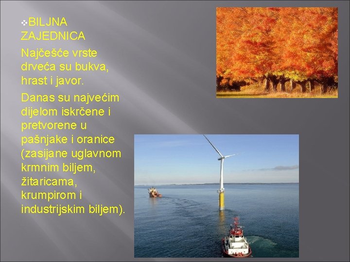 v. BILJNA ZAJEDNICA Najčešće vrste drveća su bukva, hrast i javor. Danas su najvećim