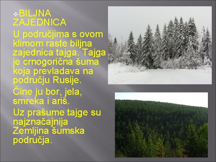 v. BILJNA ZAJEDNICA U područjima s ovom klimom raste biljna zajednica tajga. Tajga je