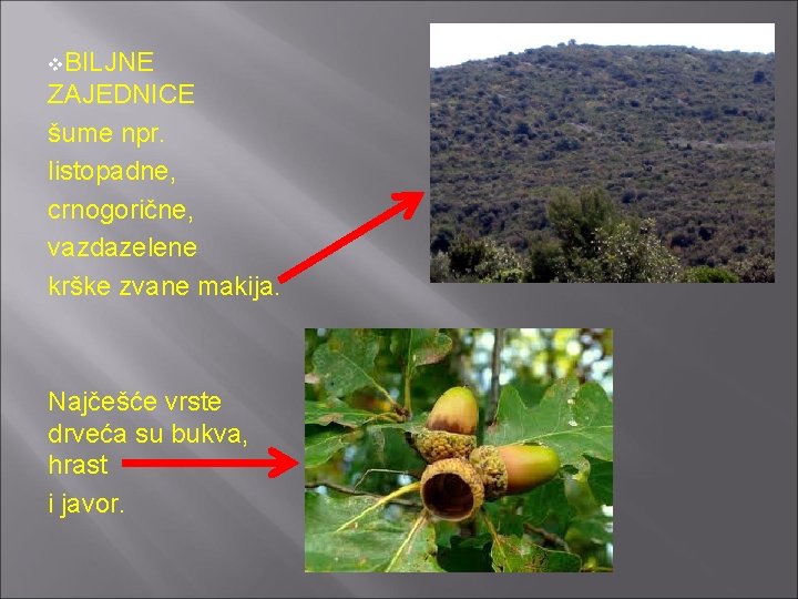 v. BILJNE ZAJEDNICE šume npr. listopadne, crnogorične, vazdazelene krške zvane makija. Najčešće vrste drveća