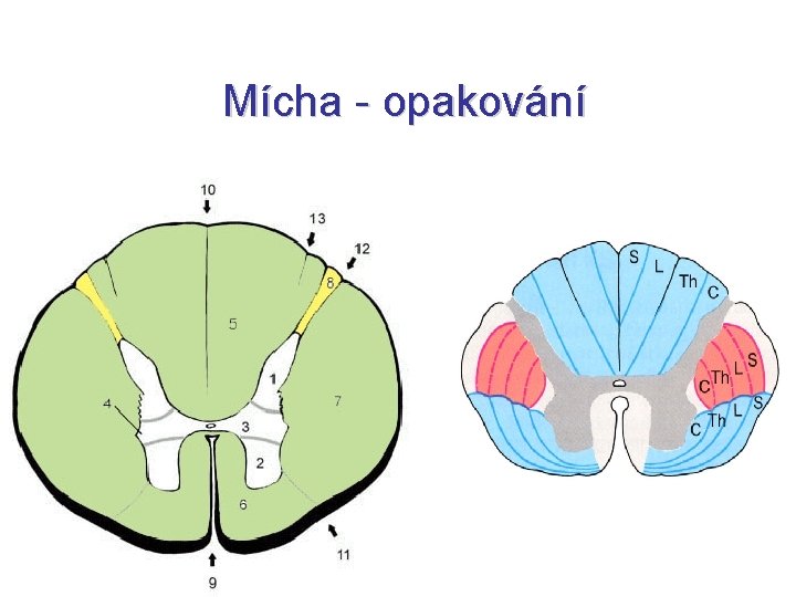 Mícha - opakování 