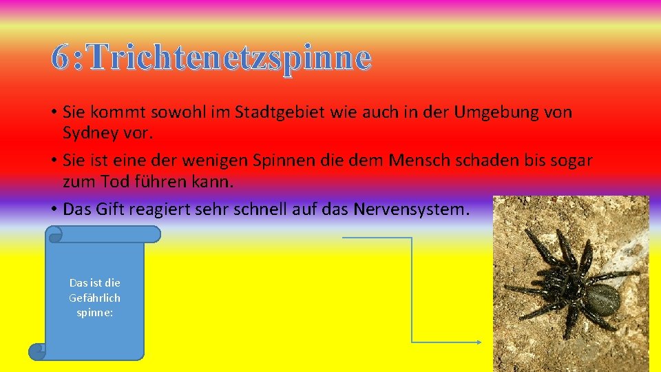 6 : Trichtenetzspinne • Sie kommt sowohl im Stadtgebiet wie auch in der Umgebung