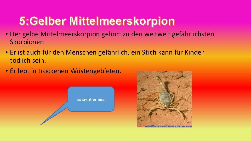 5: Gelber Mittelmeerskorpion • Der gelbe Mittelmeerskorpion gehört zu den weltweit gefährlichsten Skorpionen •