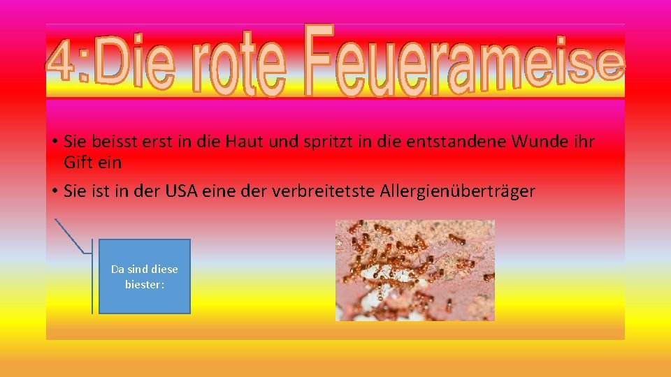  • Sie beisst erst in die Haut und spritzt in die entstandene Wunde