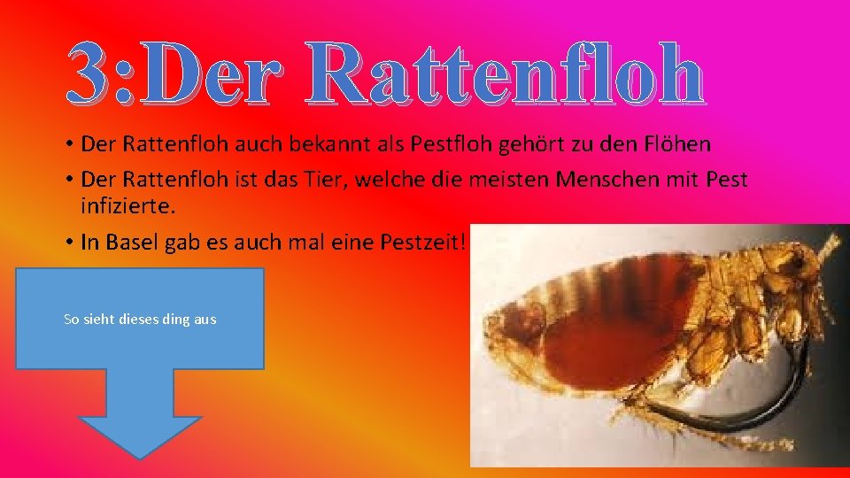 3: Der Rattenfloh • Der Rattenfloh auch bekannt als Pestfloh gehört zu den Flöhen