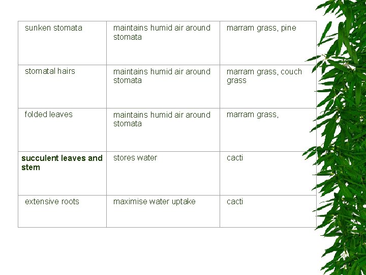 sunken stomata maintains humid air around stomata marram grass, pine stomatal hairs maintains humid