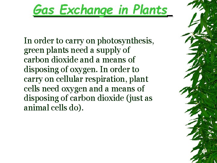 Gas Exchange in Plants In order to carry on photosynthesis, green plants need a