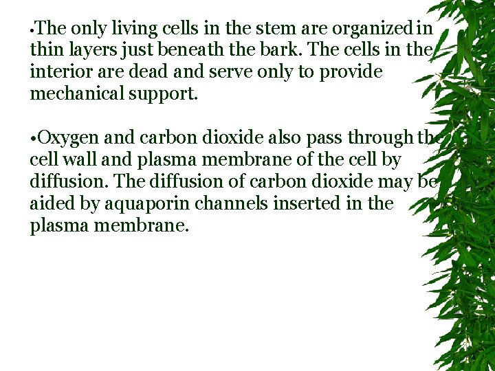  • The only living cells in the stem are organized in thin layers