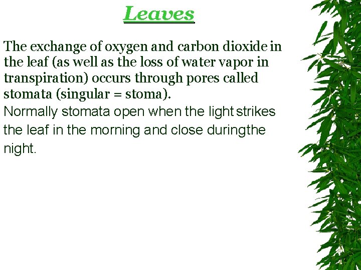 Leaves The exchange of oxygen and carbon dioxide in the leaf (as well as