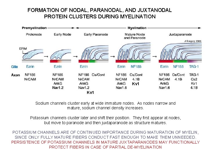 FORMATION OF NODAL, PARANODAL, AND JUXTANODAL PROTEIN CLUSTERS DURING MYELINATION Kv 1 Sodium channels