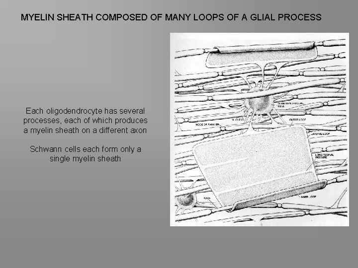 MYELIN SHEATH COMPOSED OF MANY LOOPS OF A GLIAL PROCESS Each oligodendrocyte has several